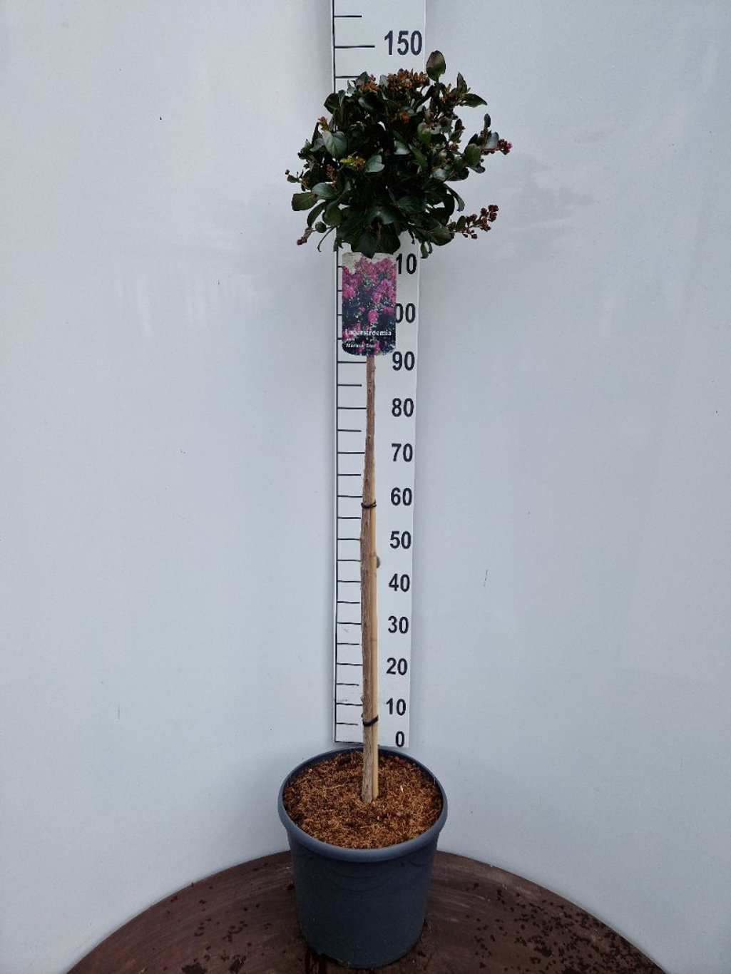 Lagerstroemia i. Maroon Star - 120 CM Stem C20